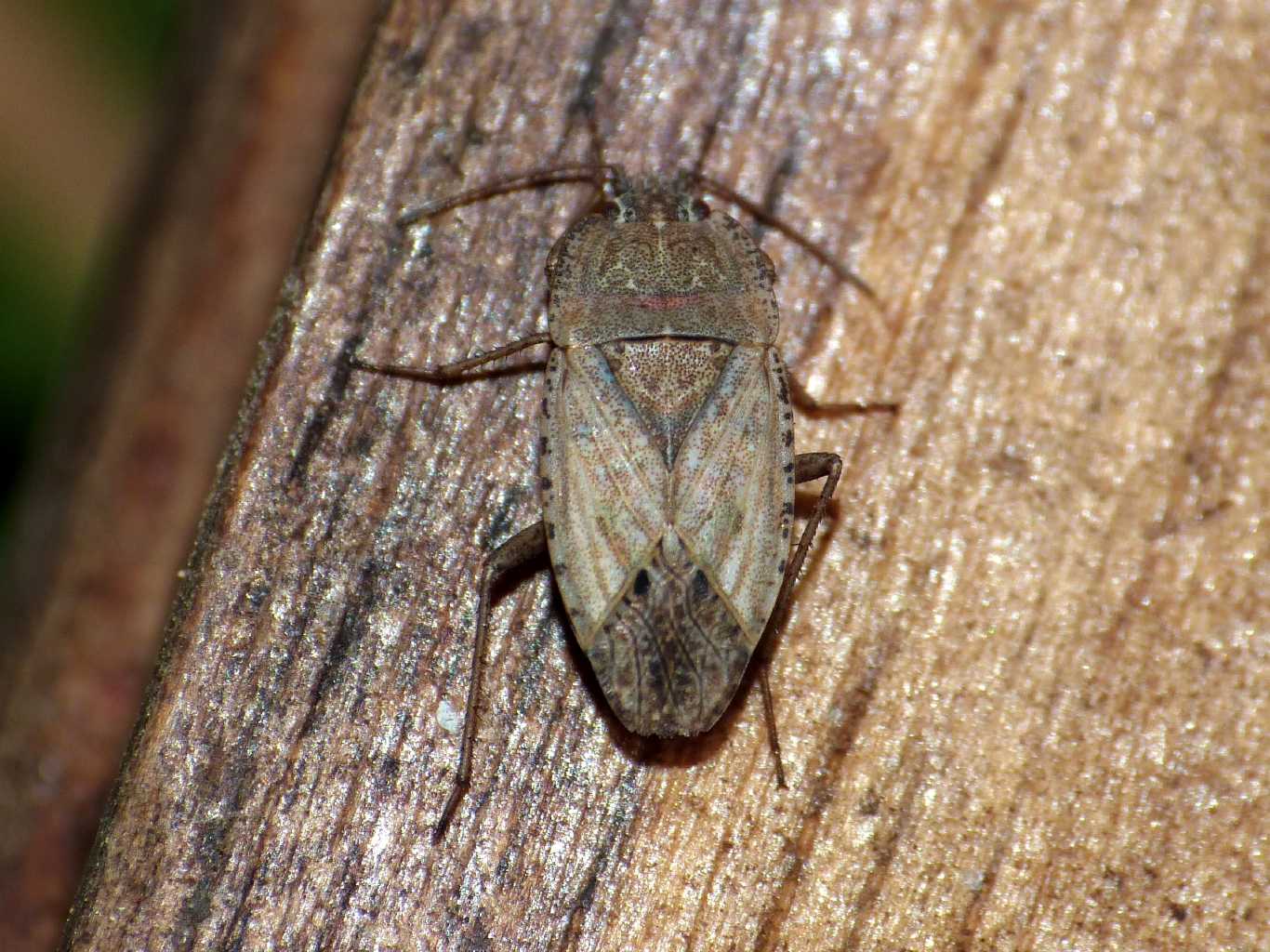 Lygaeidae verdastro: Emblethis sp. - Palidoro (RM)